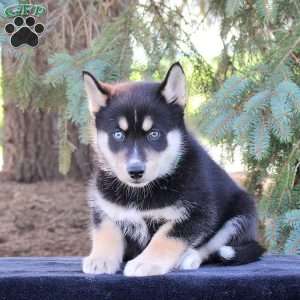 Buster, Pomsky Puppy