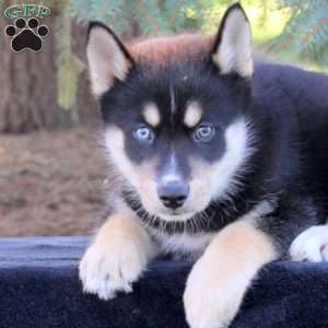 Buster, Pomsky Puppy