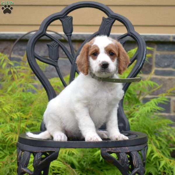 Buttercup, Labradoodle Puppy