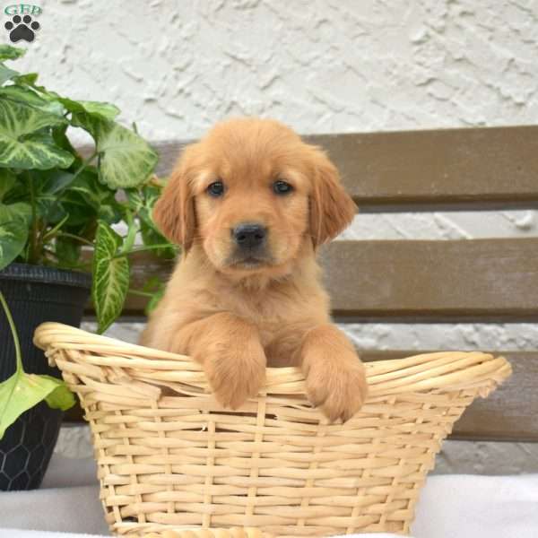 Buttercup, Golden Labrador Puppy