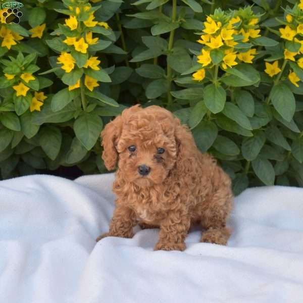 Buttercup, Cavapoo Puppy