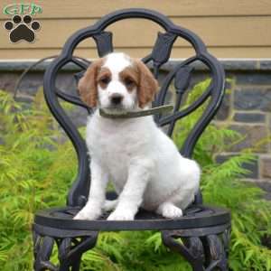 Buttercup, Labradoodle Puppy