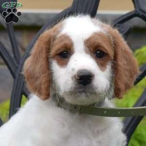 Buttercup, Labradoodle Puppy