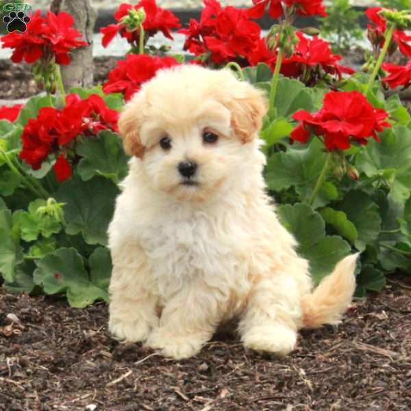 Butters, Maltipoo Puppy
