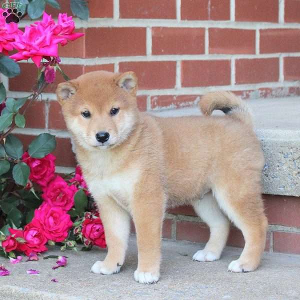 Butterscotch, Shiba Inu Puppy