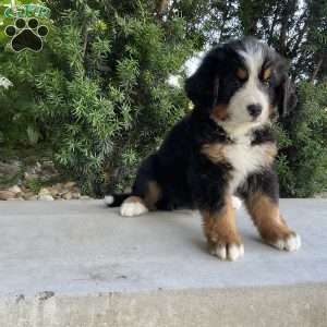 Samson, Bernese Mountain Dog Puppy