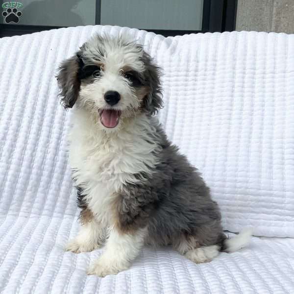 Clara, Mini Bernedoodle Puppy