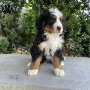 Deigo, Bernese Mountain Dog Puppy