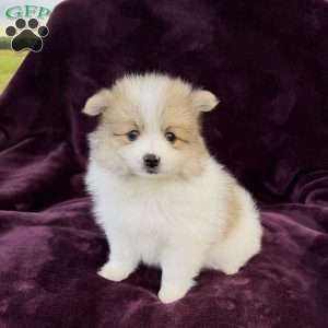 misty, Pomeranian Puppy