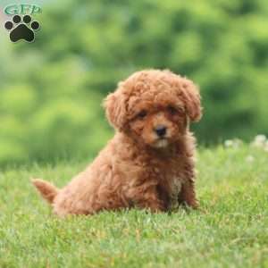 Carla, Cavapoo Puppy