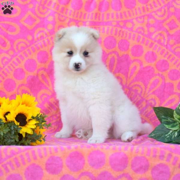Caleb, Pomsky Puppy