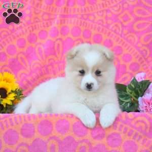 Caleb, Pomsky Puppy