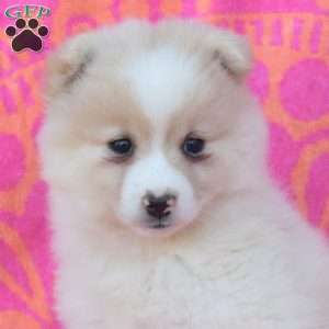 Caleb, Pomsky Puppy