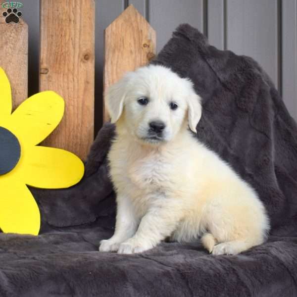 Callie, English Cream Golden Retriever Puppy
