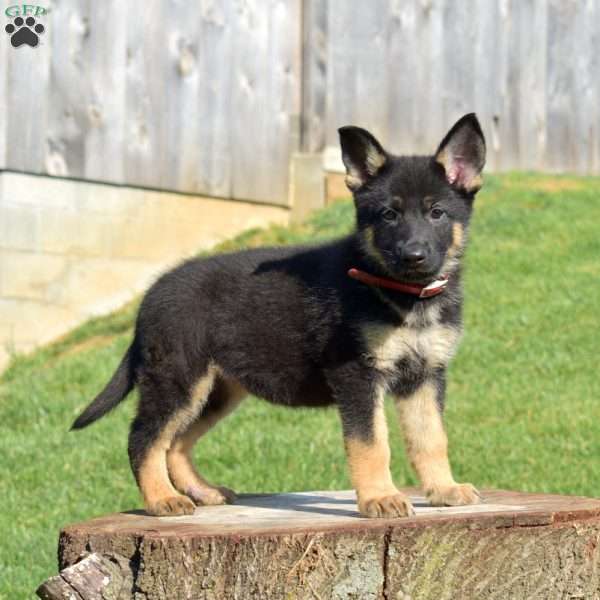 Callie, German Shepherd Puppy
