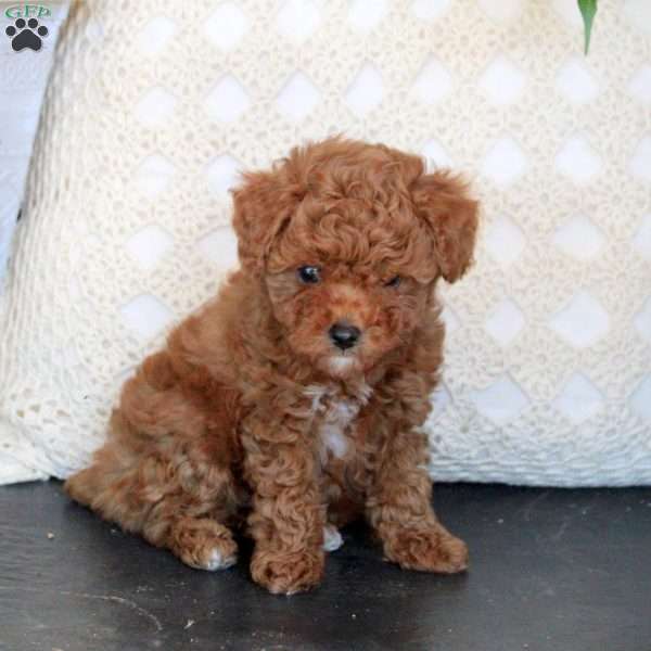 Callie, Toy Poodle Puppy