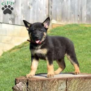 Callie, German Shepherd Puppy
