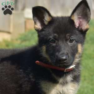 Callie, German Shepherd Puppy