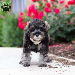 Callie, Miniature Schnauzer Puppy