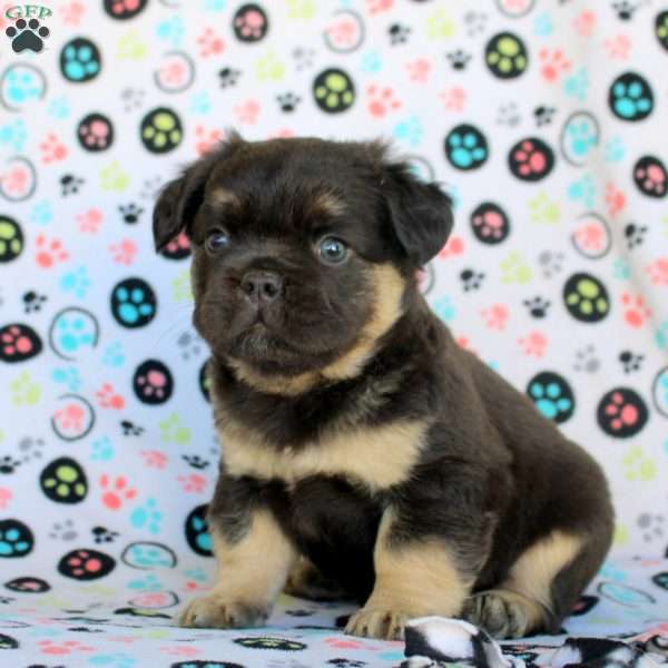 Callum, French Bulldog Puppy