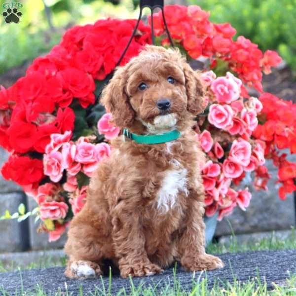Calvin, Miniature Poodle Puppy