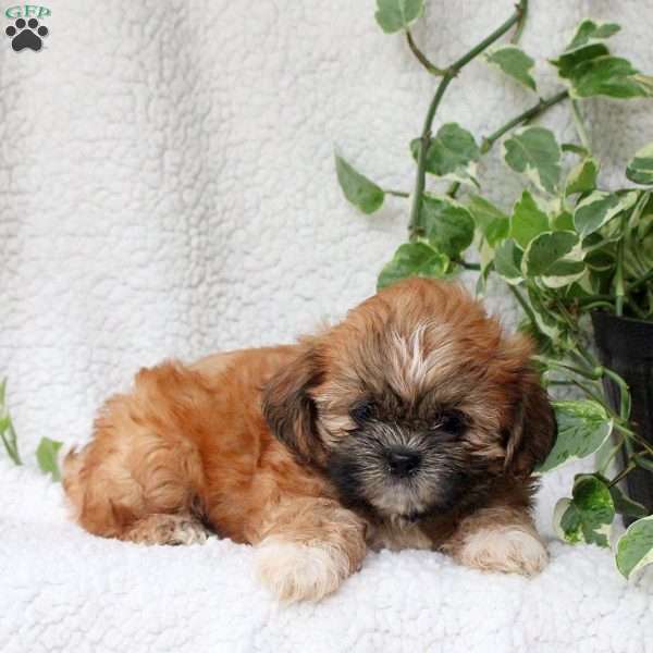 Cameron, Shih Tzu Puppy