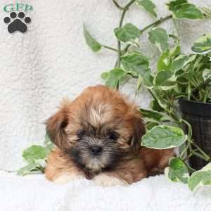 Cameron, Shih Tzu Puppy