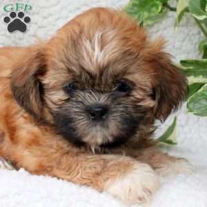 Cameron, Shih Tzu Puppy