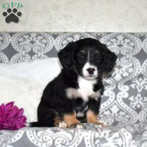 Camille, Mini Bernedoodle Puppy