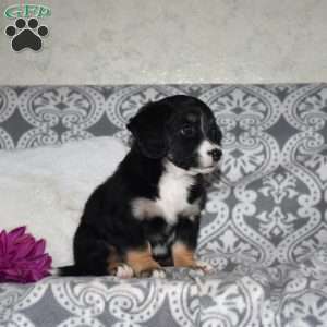 Camille, Mini Bernedoodle Puppy