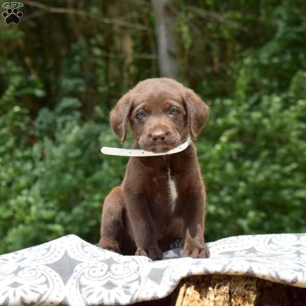 Camper, Labradoodle Puppy
