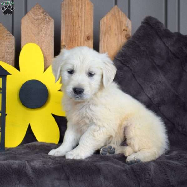 Camper, English Cream Golden Retriever Puppy