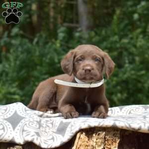 Camper, Labradoodle Puppy