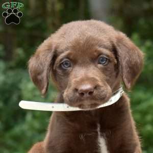 Camper, Labradoodle Puppy