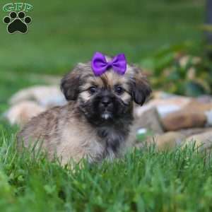 Candy, Lhasa Apso Puppy