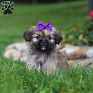 Candy, Lhasa Apso Puppy