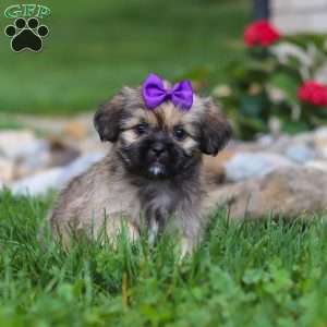 Candy, Lhasa Apso Puppy