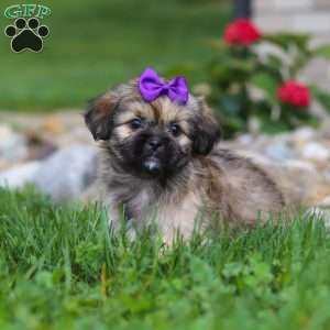 Candy, Lhasa Apso Puppy