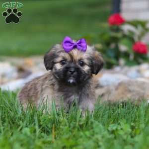 Candy, Lhasa Apso Puppy