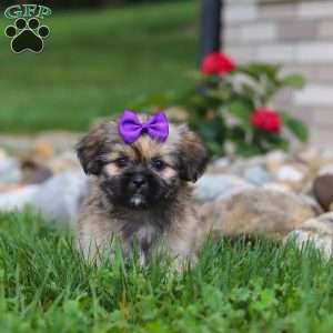 Candy, Lhasa Apso Puppy