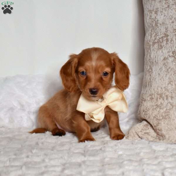 Candy, Dachshund Puppy