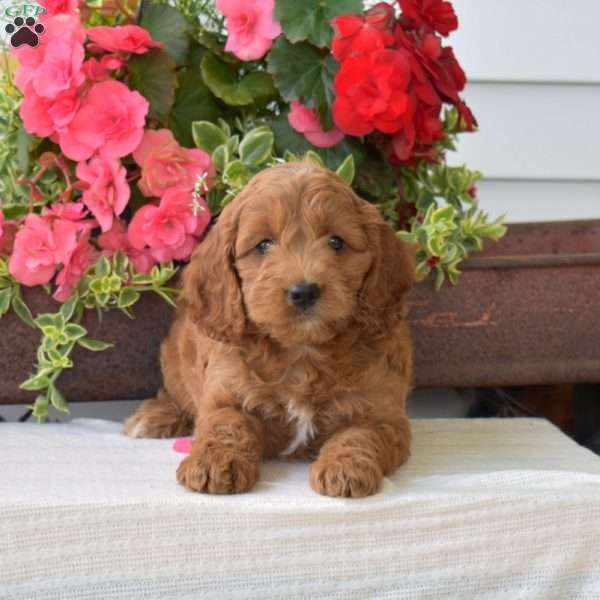 Candy, Cockapoo Puppy