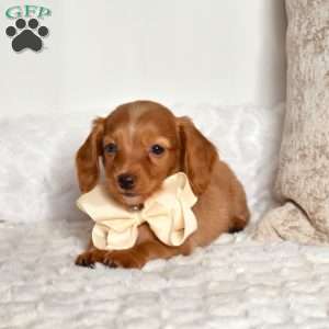 Candy, Dachshund Puppy