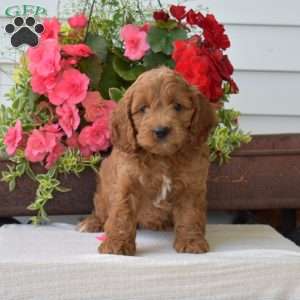 Candy, Cockapoo Puppy