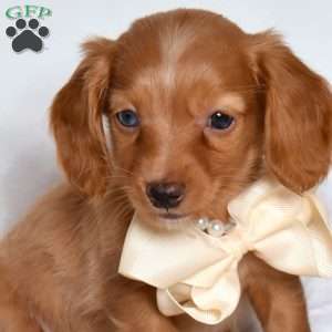 Candy, Dachshund Puppy