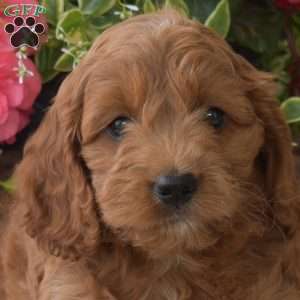 Candy, Cockapoo Puppy