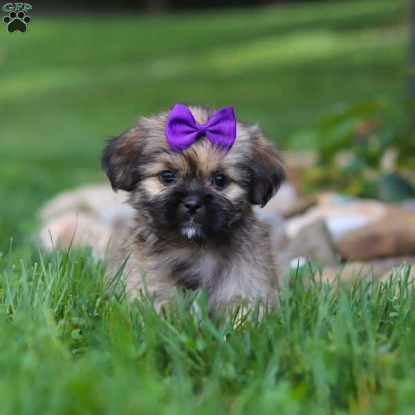 Candy, Lhasa Apso Puppy