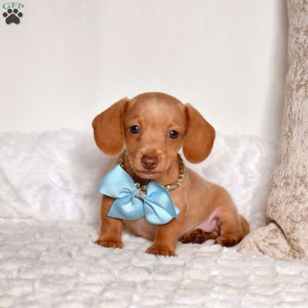 Canyon, Dachshund Puppy