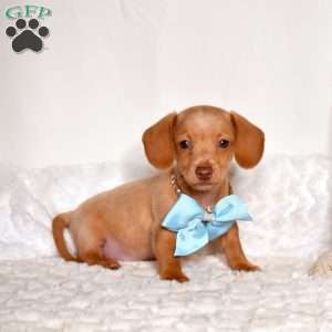 Canyon, Dachshund Puppy