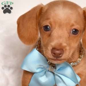 Canyon, Dachshund Puppy